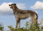 56 Windhund-Trio